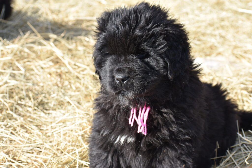 152883788 1515558408641635 7737155110422908918 n